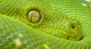 Green Tree Python, Public Domain, excerpt from original image from pixabay.com